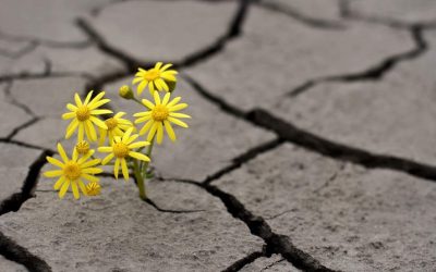 Vivir con Esperanza: La fuerza silenciosa que transforma personas, organizaciones y naciones